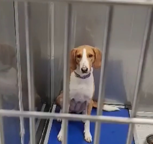 cute puppy sitting in cage closed