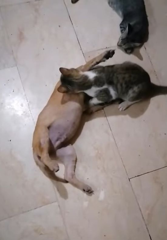 dog and cat playing