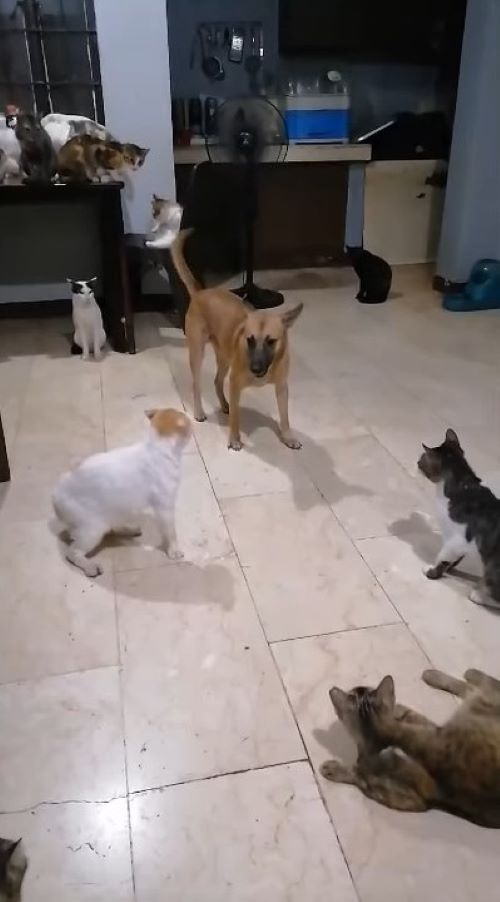 dog and cats indoors