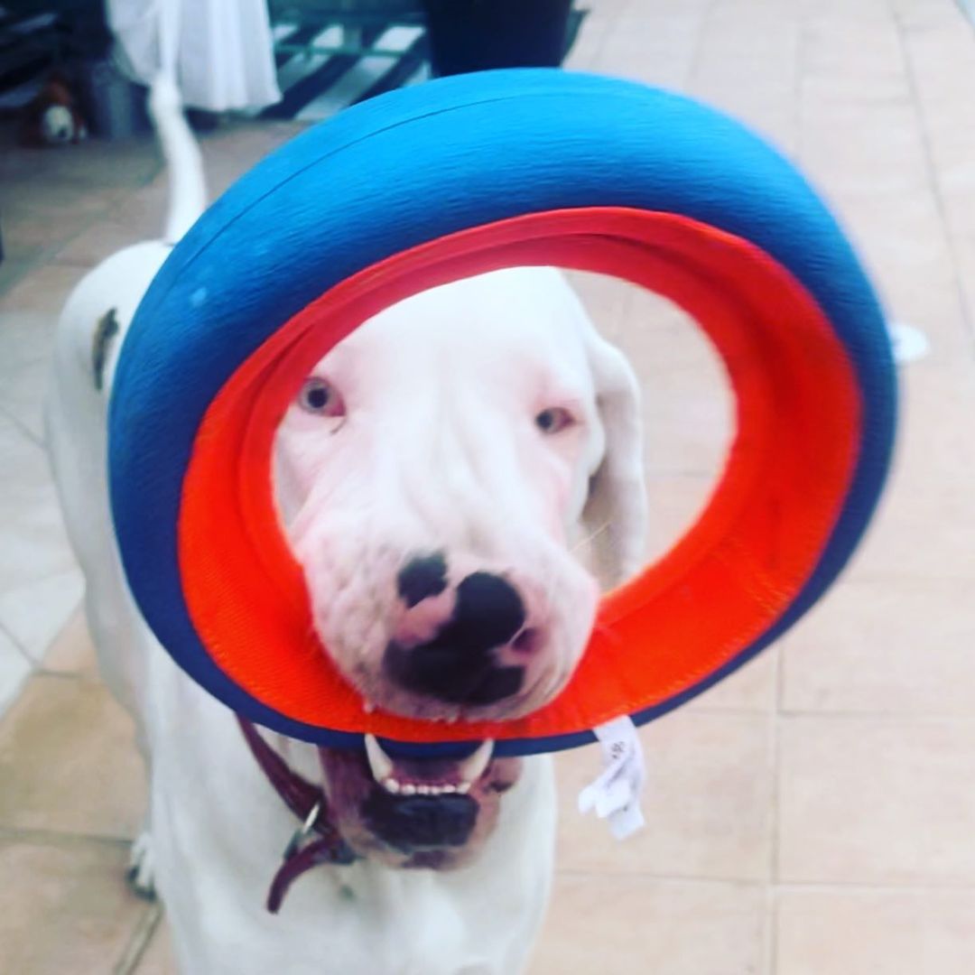 dog biting a gummy circle