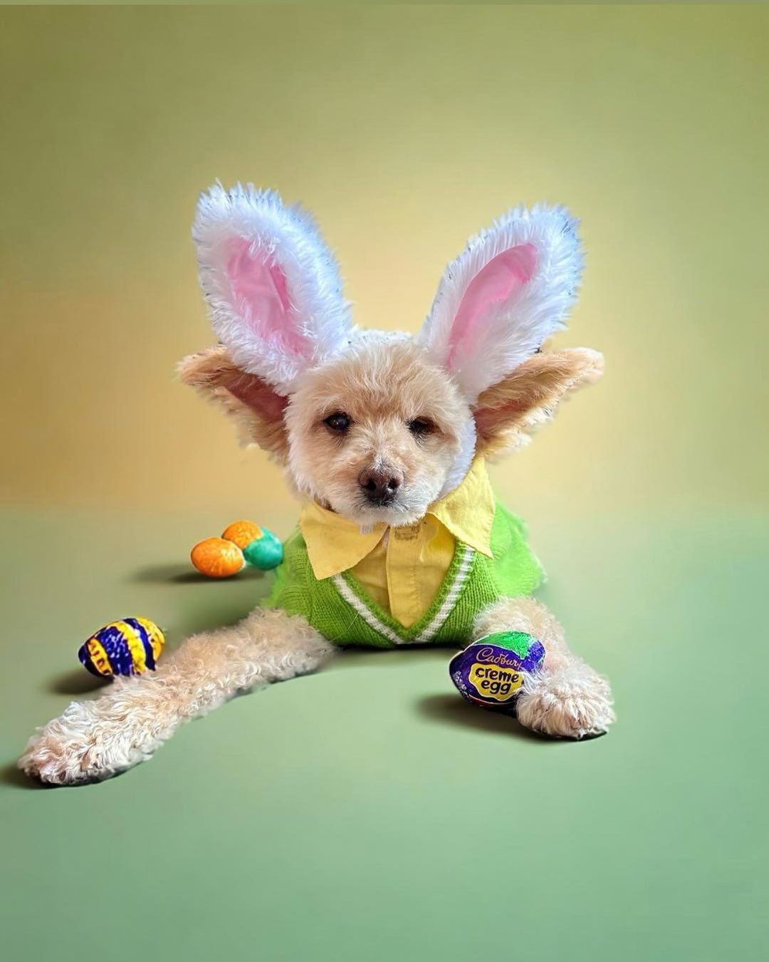 dog dressed as a bunny