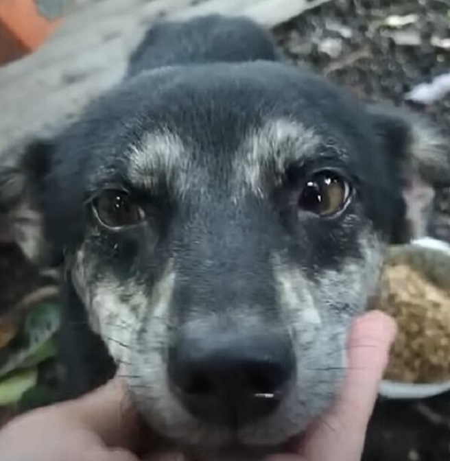 dog in human hand