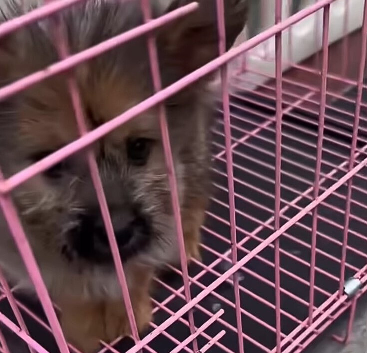 dog in pink cage