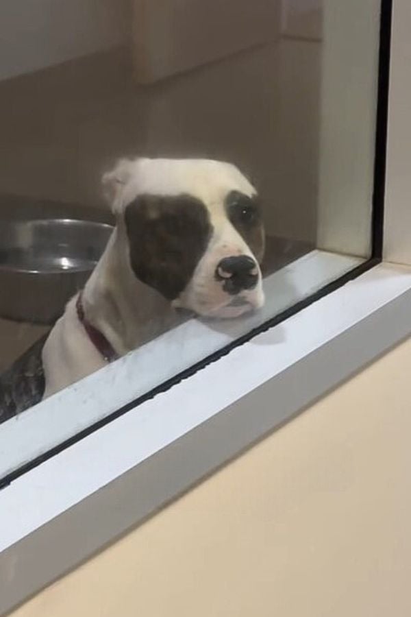 dog in shelter