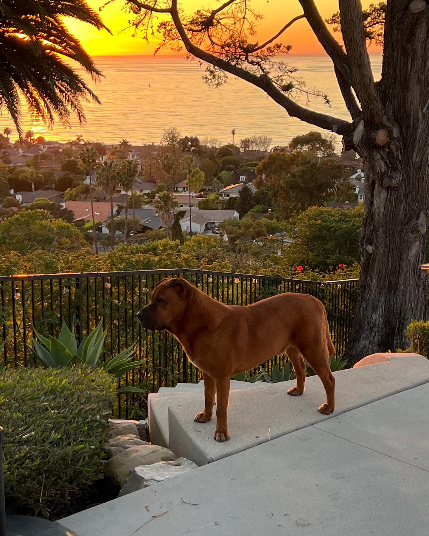 dog in the back yard