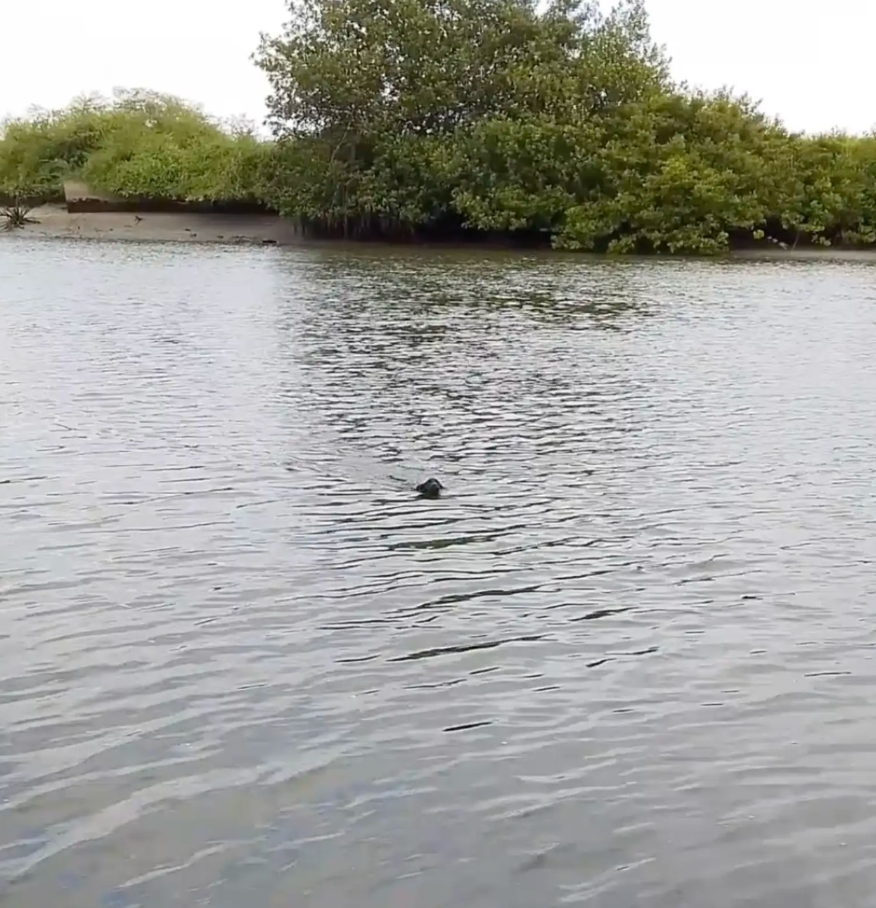 dog in the river