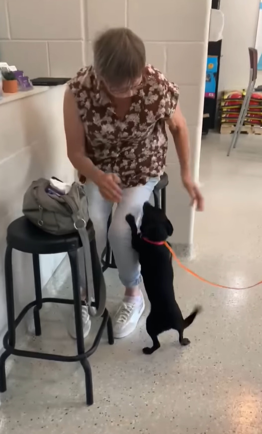 dog jumping on woman