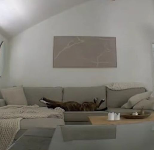 dog laying on a couch