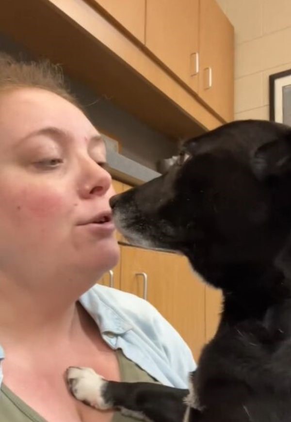 dog licking woman's face