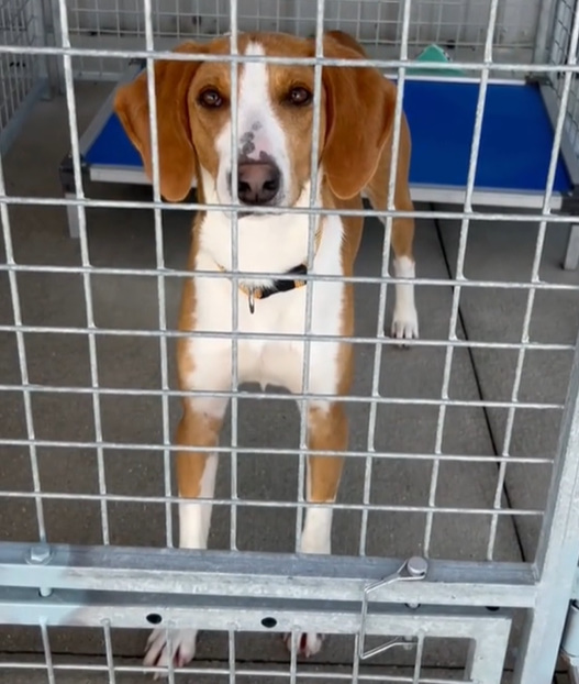 dog locked in a shelter