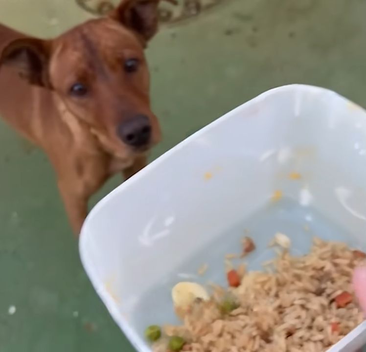 dog looking at bowl with rice