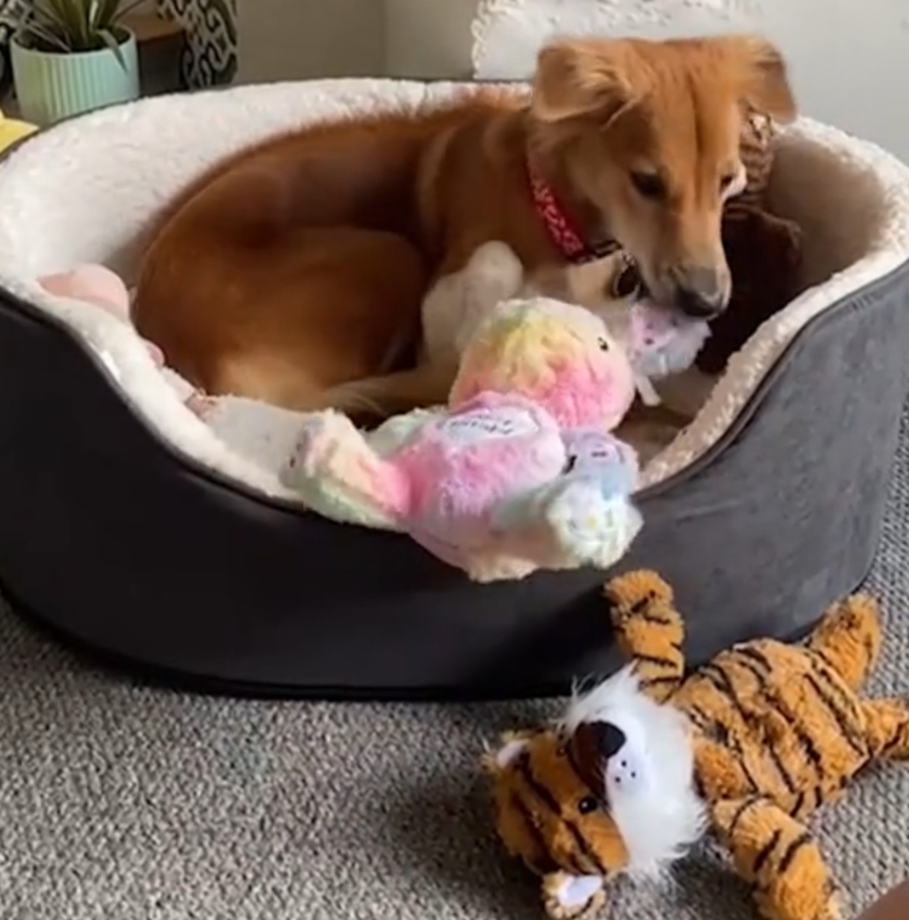 dog lying in dog bed with toys