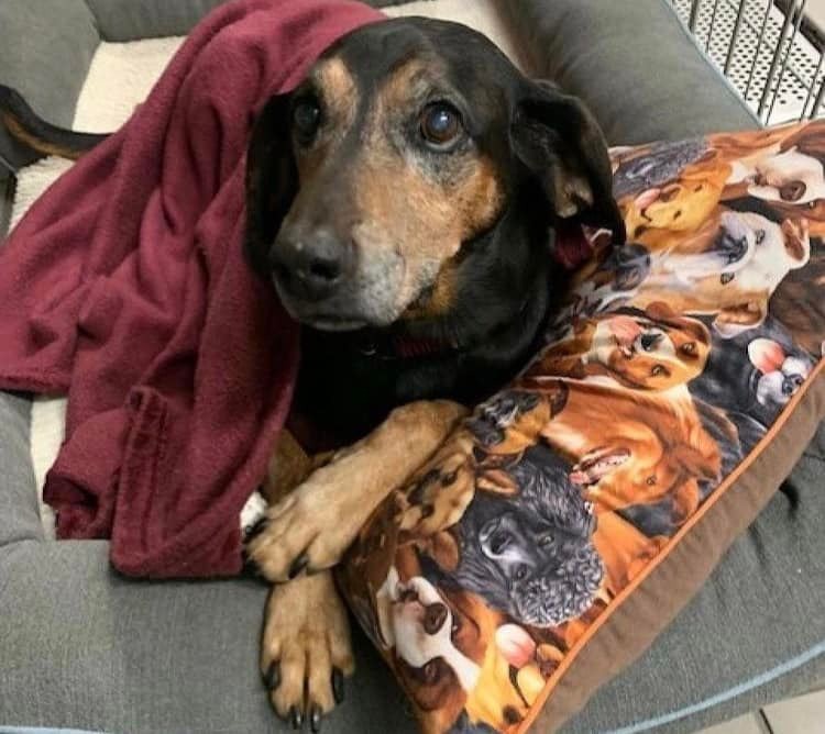 dog lying on a pillow and a blanket