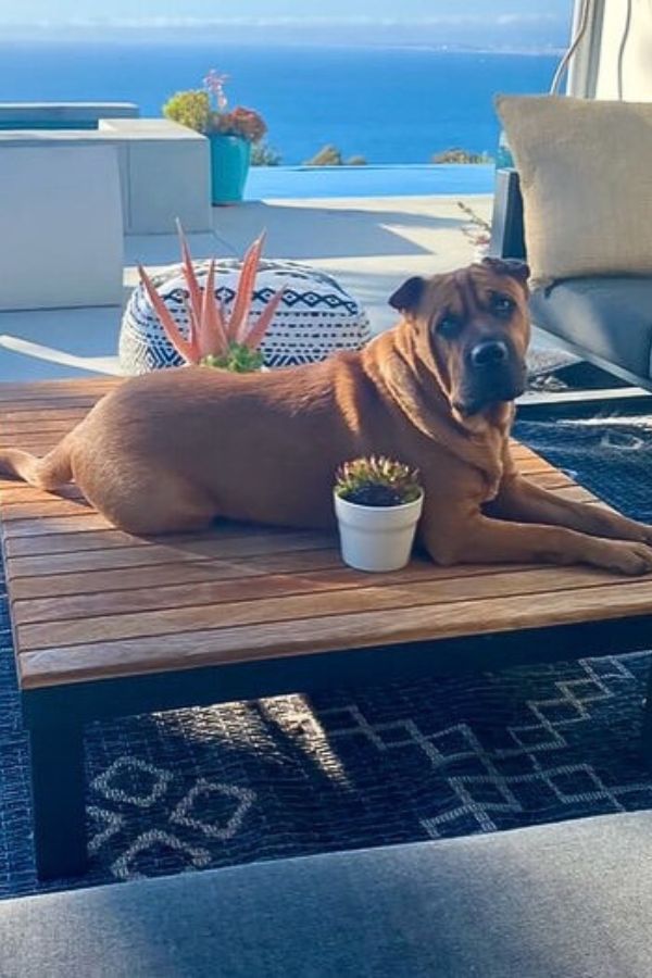 dog lying on the table