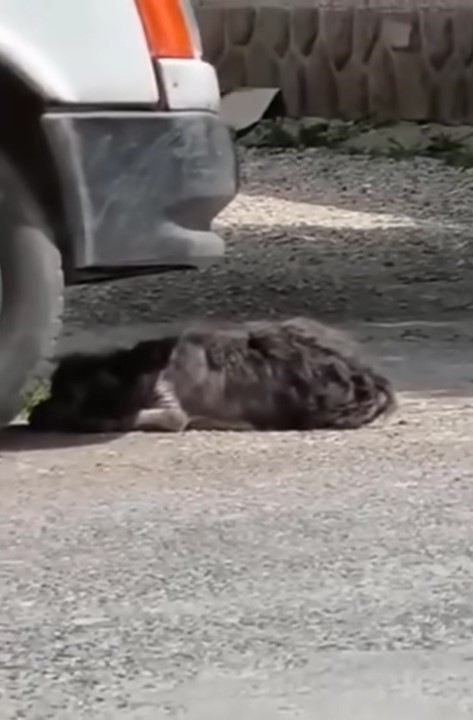 dog lying under a car