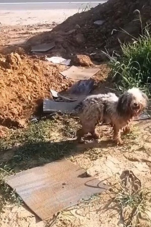 dog next to a pile of soil