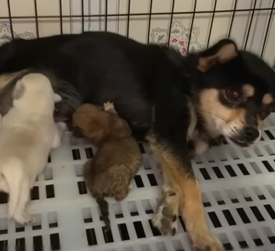 dog nursing puppies