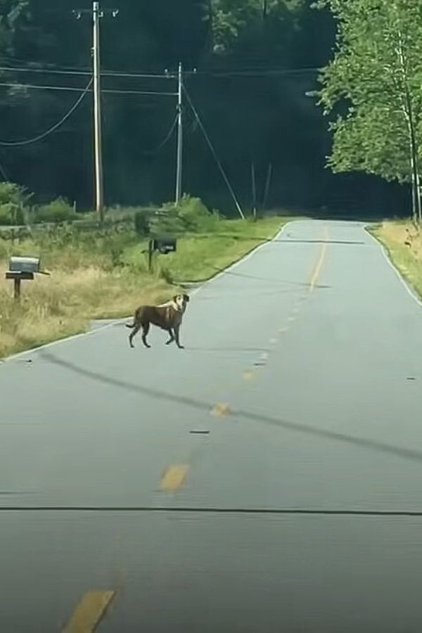 dog on road