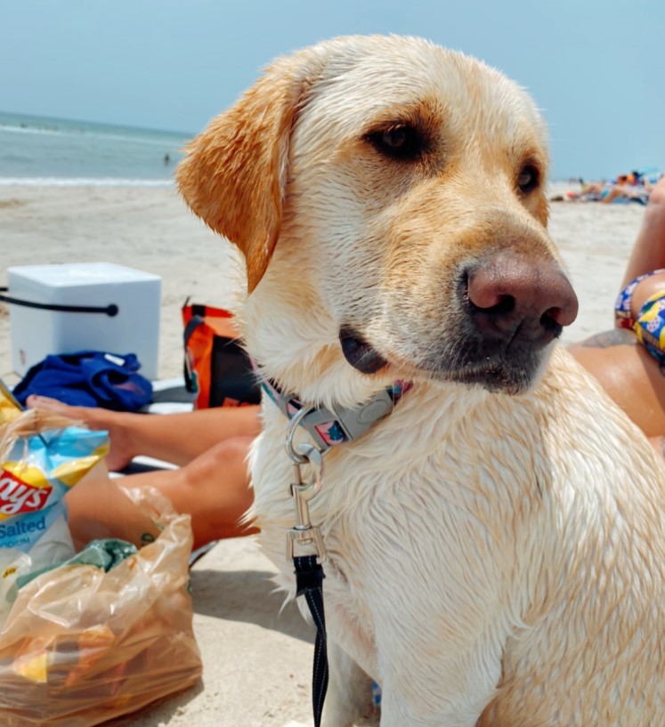 dog on the beach