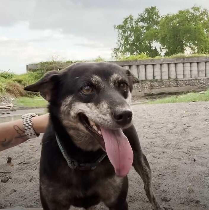 dog on the sand