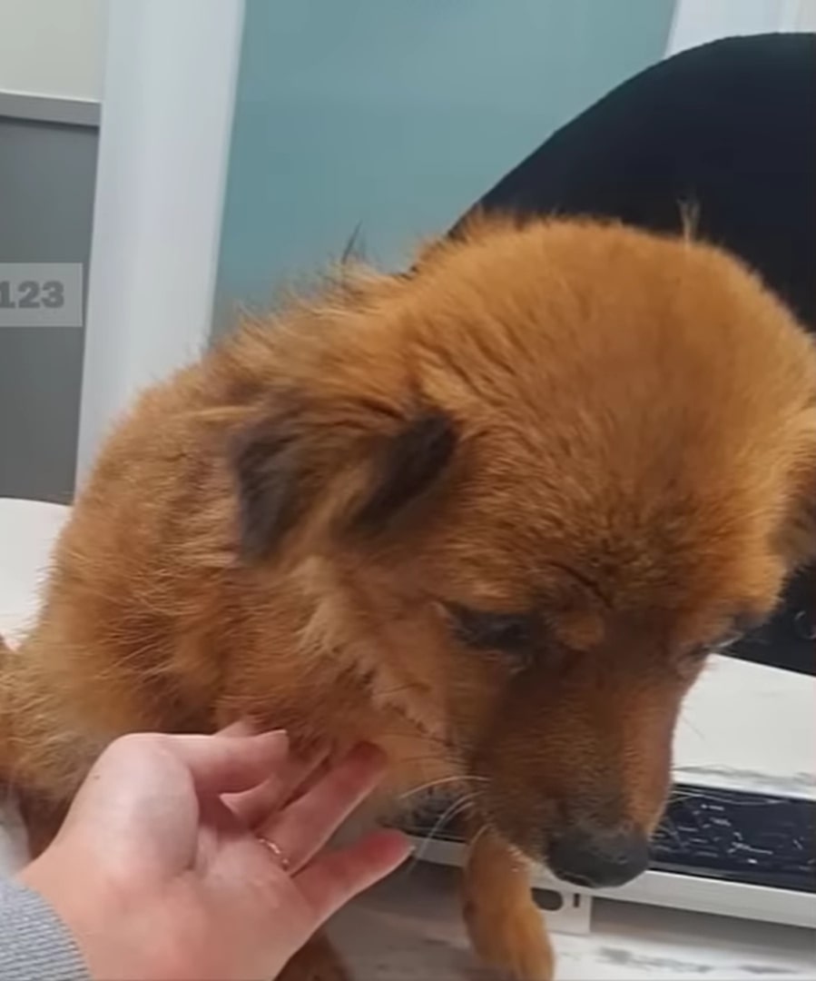 dog on the table sitting with womans hand