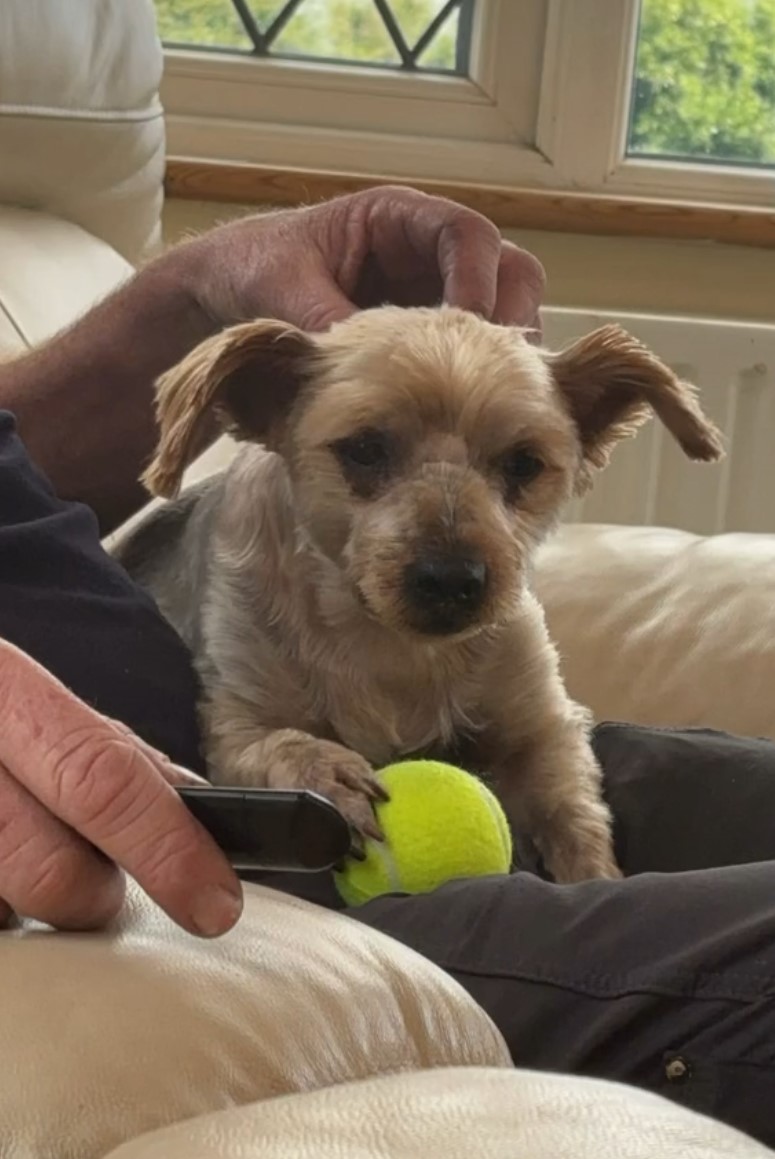 dog sitting in man's lap