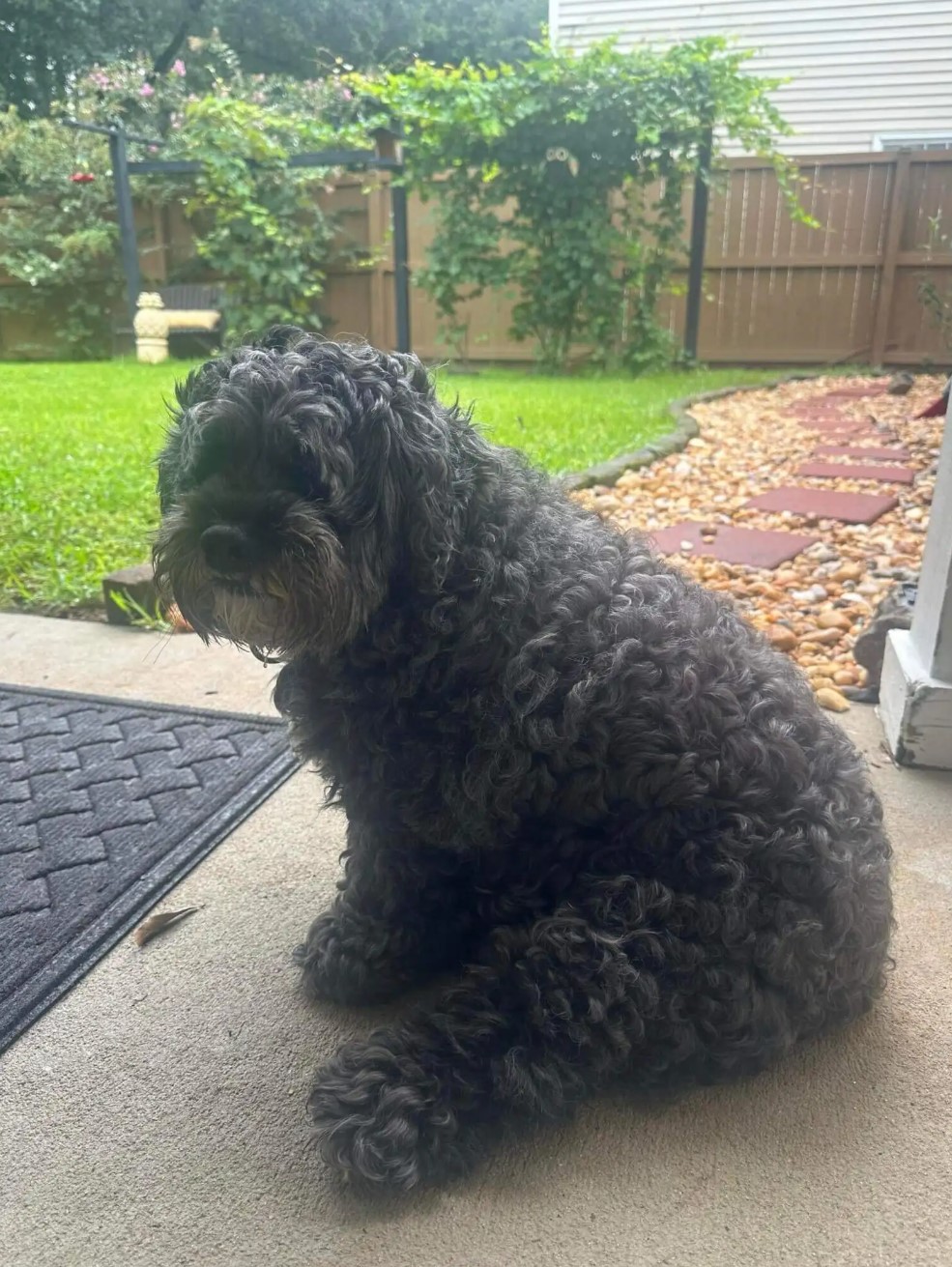 dog sitting on porch