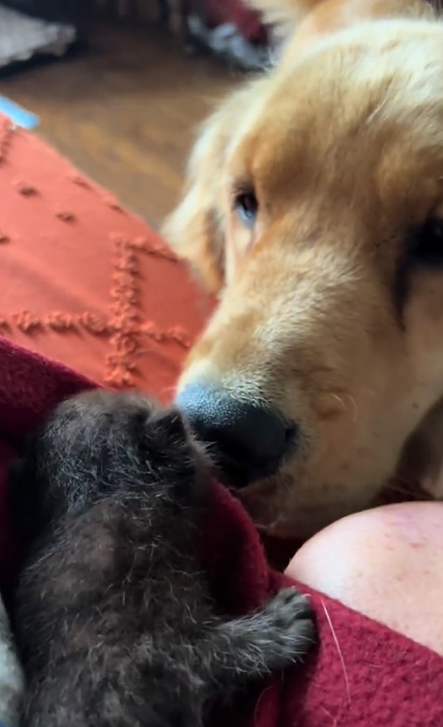 dog sniffing the kitten