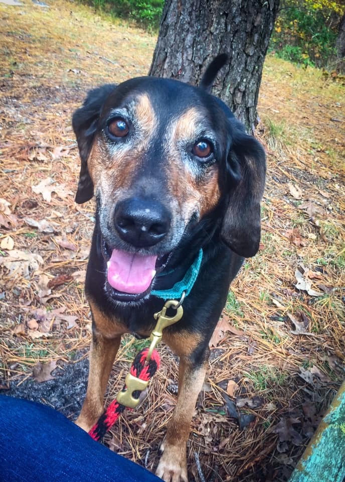 dog standing in wood on leash