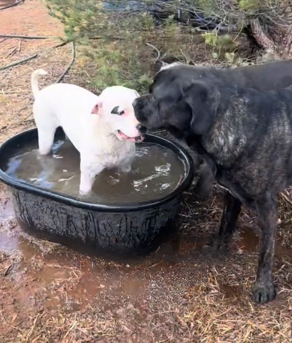 dog standing next to a pitbull in water