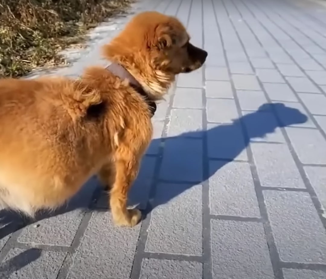 dog standing outdoor