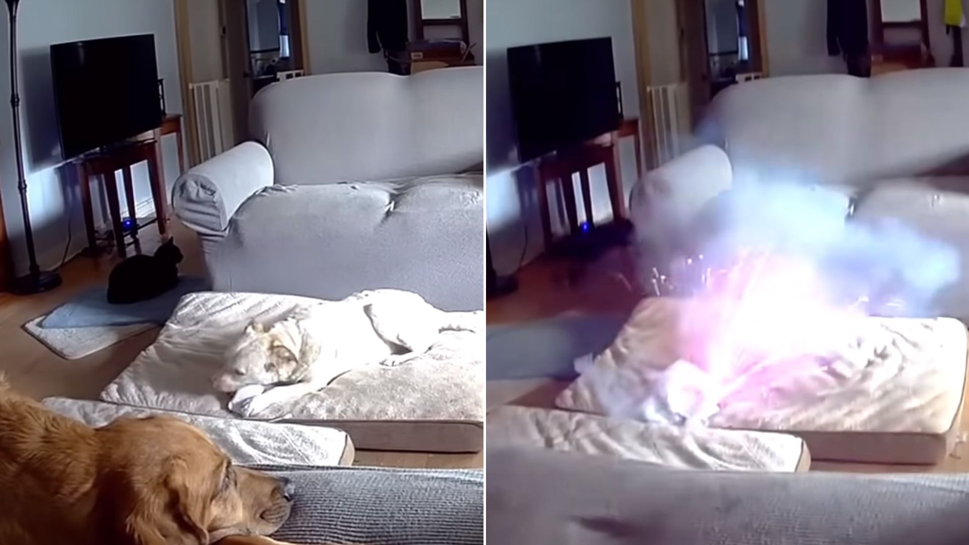 dog starting a fire