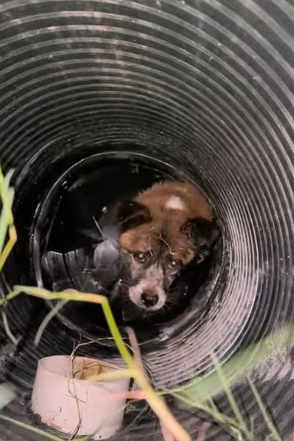 dog stuck in well