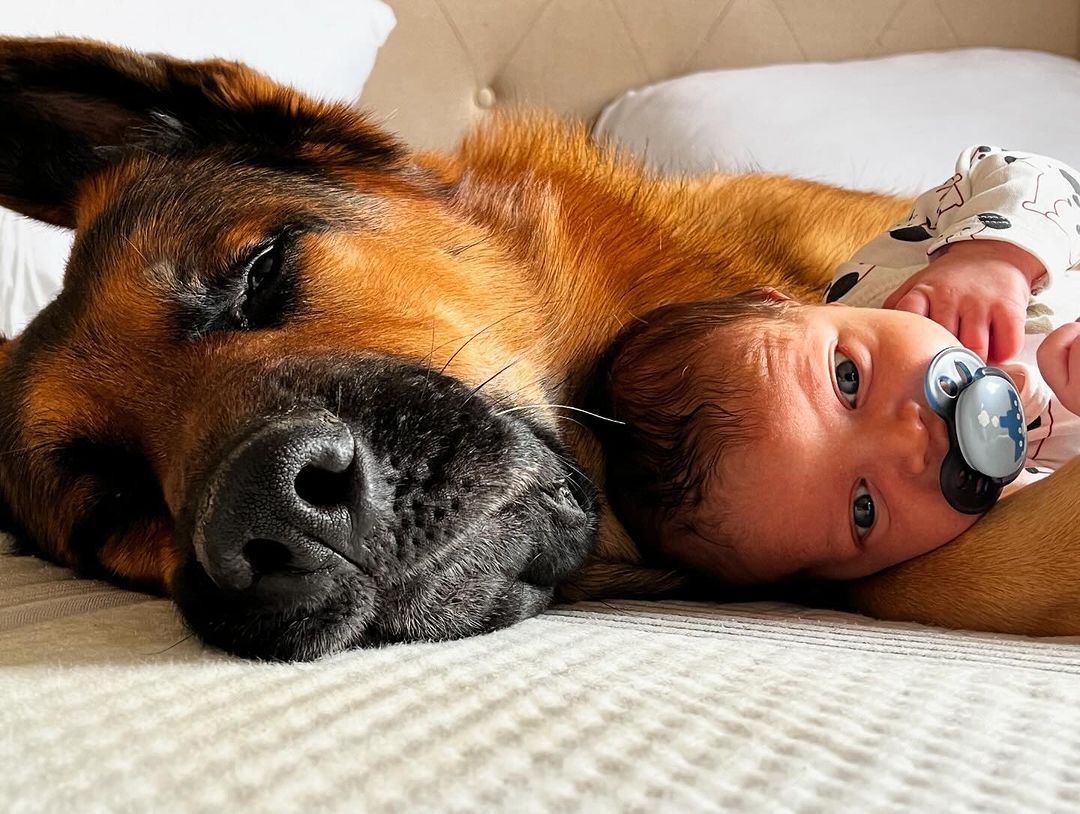 dog taking care of baby