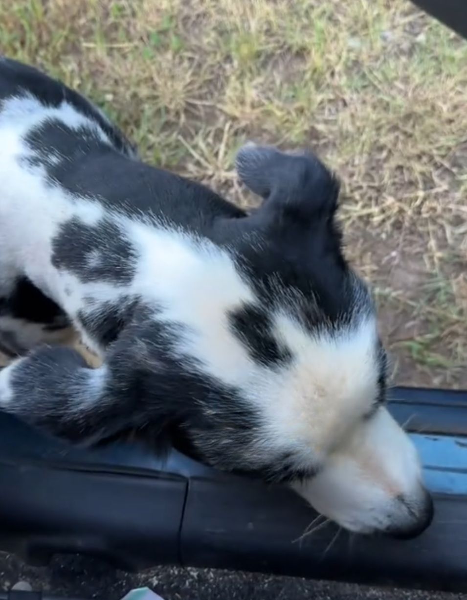 dog trying to get in the car