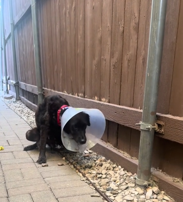 dog wearing a cone