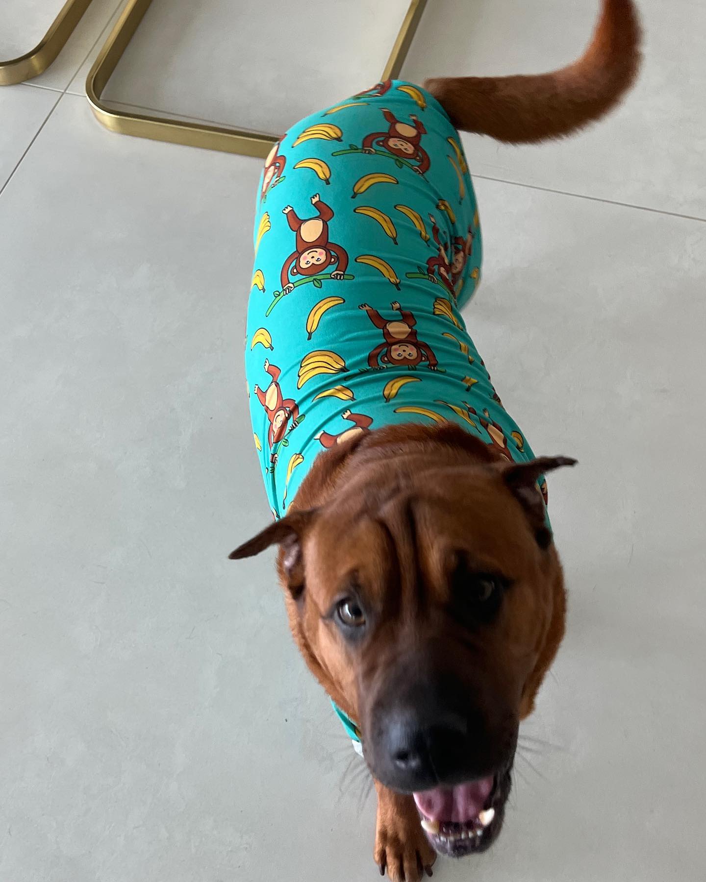 dog wearing a pijama