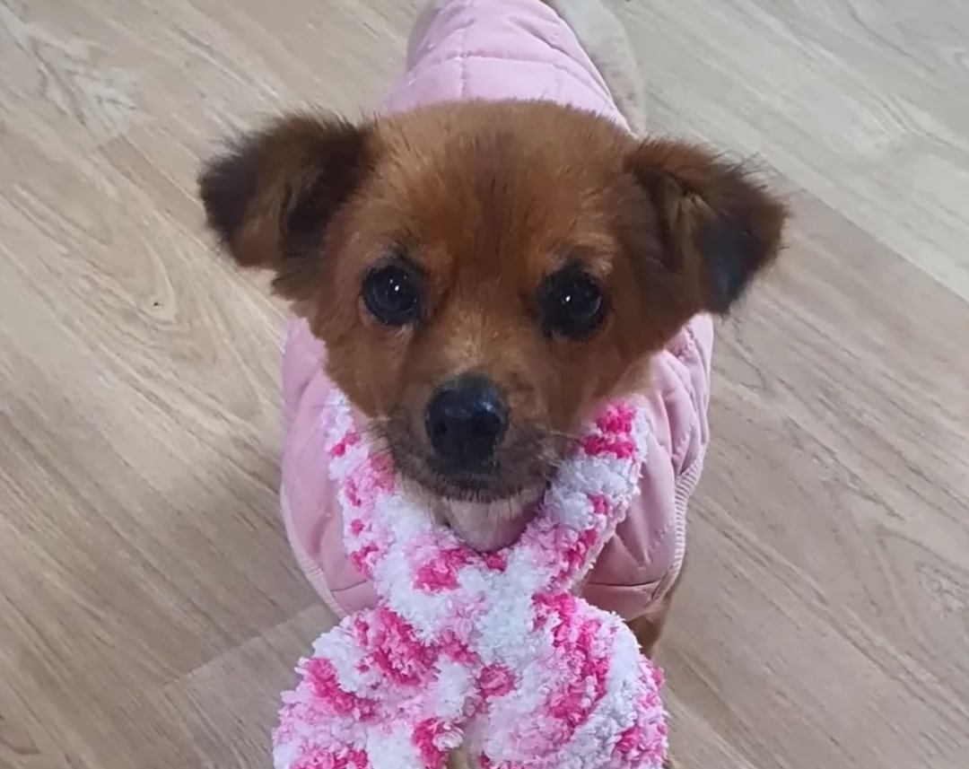 dog wearing pink clothes