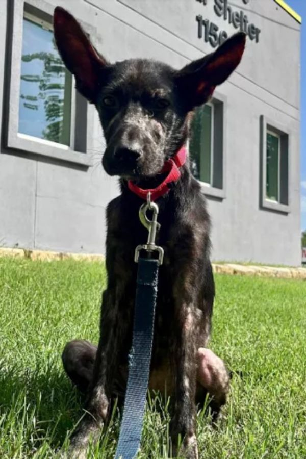 dog with big ears sitting on grass