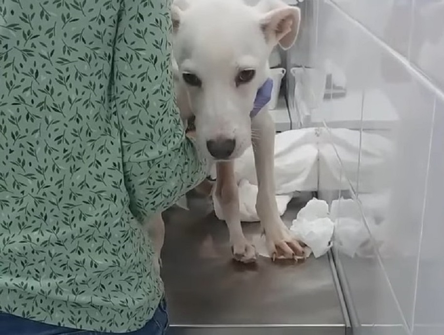 dog with broken spine