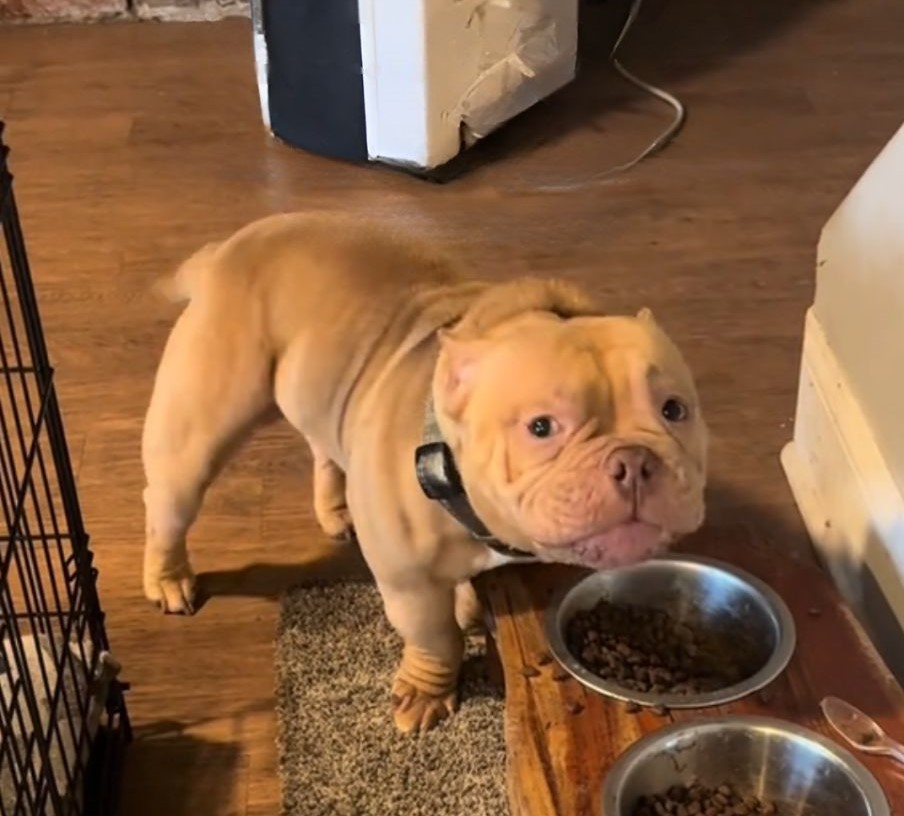 dog with food bowl