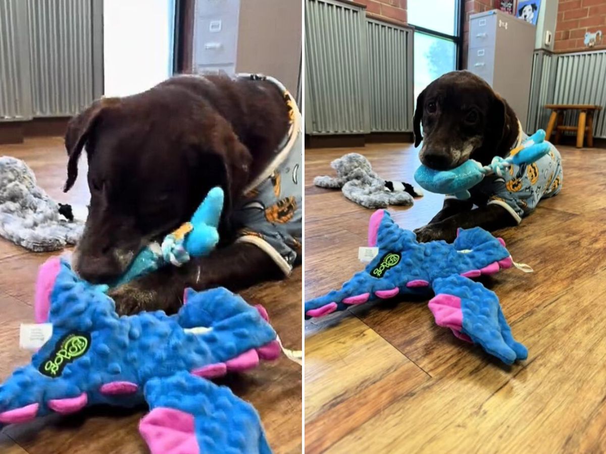 dog with his toys