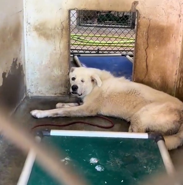 dog with one eye in the shelter