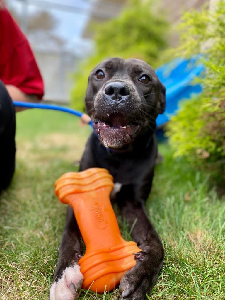 dog with toy on the grass