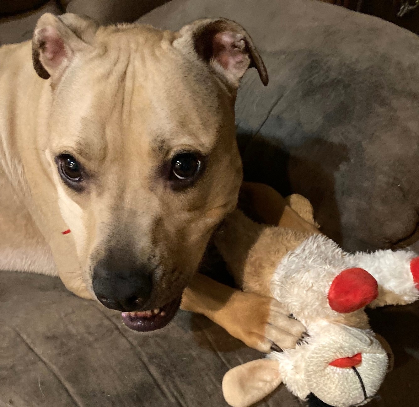 dog with toy