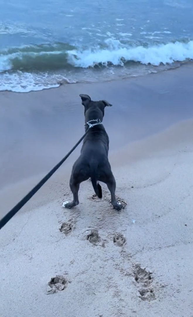 dog with tree legs on a beach