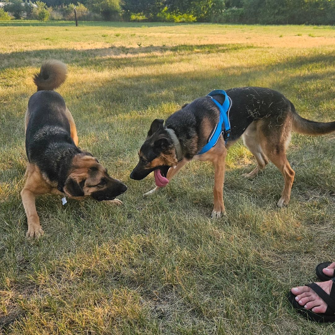 dogs playing on grass