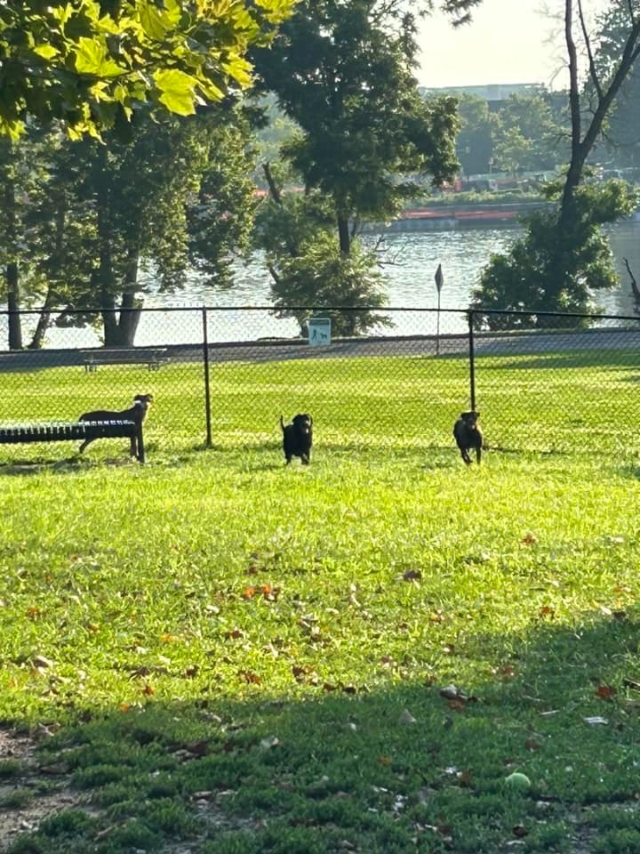 dogs running in the park