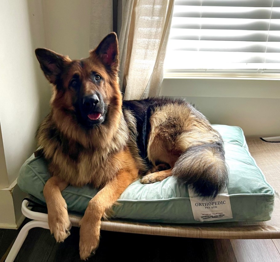 german shepherd laying