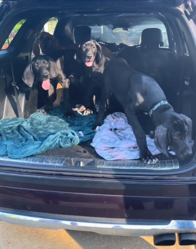 greate dane pups in a truck